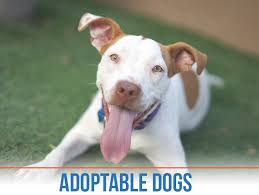 And our petco store partners will be there today, and every day, to answer all those new pet parent questions and make sure every adoption is a successful one. Arizona Animal Welfare League
