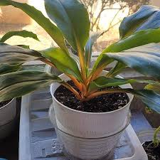 Image result for Chlorophytum filipendulum