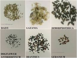 Flower Seed Identification Chart Winters Spring