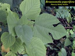 Image result for Broussonetia