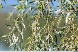 Bewurzelungshormon Wurzelaktivator Weidenwasser Selber Herstellen Selbstversorger De