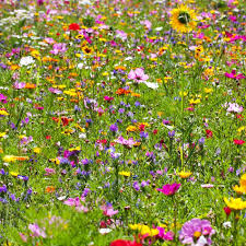 Es gibt viele gründe dafür, eine blumenwiese im garten anzulegen. Um Einem Garten Mehr Naturlichkeit Zu Verleihen Kann Man Eine Wiese Statt Rasen Anlegen Dadurch Werden Natu Rasen Anlegen Blumenwiese Anlegen Wildblumenwiese