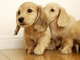 The number one cost of having a puppy is food. Sreeganesh Farm Offers Best Quality Golden Retriever Puppies For Sale Dehradun Zamroo