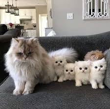 The strong licking also helps stimulate the kitten's circulation. Mama Cat With Her Mini Meows Aww