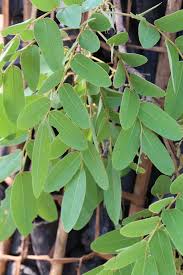 Image result for Pericopsis