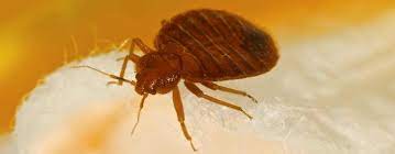 Bed bugs london offers specialist pest control services in the greater london catchment. Bed Bug Removal In London For Fast Removal Jg Pest Control