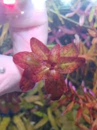 Image result for Ludwigia senegalensis