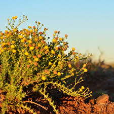 Image result for Pentzia incana