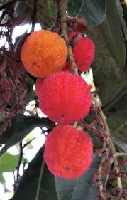 More often, the fruit is appreciated by birds and small mammals. Marina Strawberry Tree Santa Barbara Beautiful