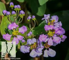 Does your flower resemble this? Purple Orchid Vine Mascagnia Lilacina Civano Nursery Tucson Plant Nursery
