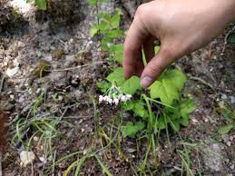 We did not find results for: Let S Practice Plant Identification Green Seattle Partnership