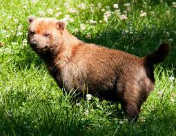 Animals Of The Zoo Bush Dog News Wild Animals Pictures Animals Dog Life