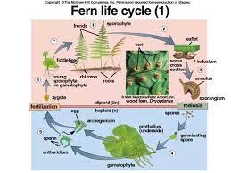 Plants in both divisions exhibit alternation of generations. What Makes Ferns Seedless Vascular Plants Quora