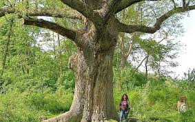 The most common species in pennsylvania are the bitternut, mockernut,. 3 Types Of Oak Trees In Pennsylvania Progardentips