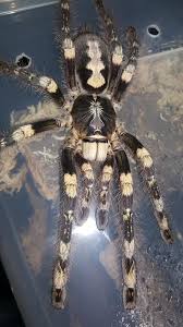 Image result for Centema subfusca