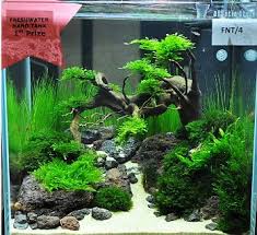 Frshnano1 Jpg 348 318 Pixels Aquarium Landscape Planted Aquarium Freshwater Aquarium Plants