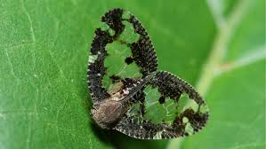 Soap and water a few tablespoons of liquid dish or insecticidal soap diluted in a pint of water is the simplest way to make a natural aphid killer spray for that aphid infestation. How To Control Passionvine Hoppers Yates