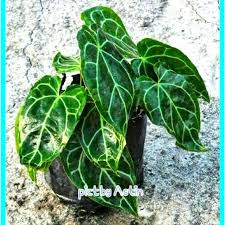 Tanaman hias daun pertama yang bisa menjadi pilihan anda adalah tanaman kuping gajah. Tanaman Hias Daun Kuping Gajah Anthurium Crystallinum Shopee Indonesia