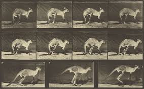 Animal Locomotion Getty Museum Animation Reference Animals Eadweard Muybridge