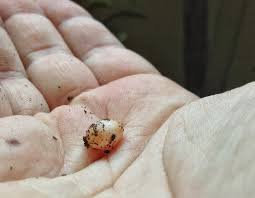 Do Lizards Lay Eggs? …And Other Questions