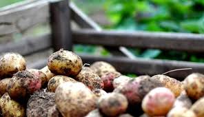 I had some store bought potatoes that were sprouting in the. When Are Potatoes Ready To Harvest Hobby Farms