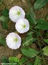 Image result for njivski slak wiki
