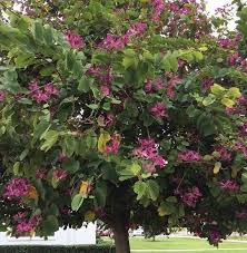 Image result for Bauhinia purpurea
