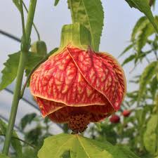 Image result for Abutilon lauraster