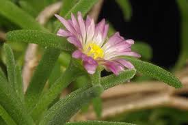 Image result for Delosperma tradescantioides
