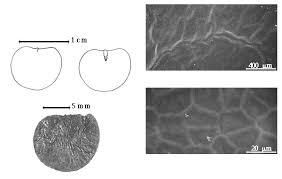 Image result for Ateleia herbert-smithii