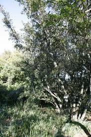 Image result for Combretum kraussii