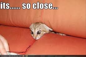 So Close Yet So Far Away 25 Pics Funny Cat Pictures Crazy Cats Funny Cat Memes