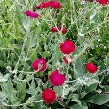Nelkenartige (caryophyllales) … deutsch wikipedia. Silene Coronaria Lychnis Coronaria