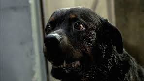 Amores Perros Sangre Y Redencion Perros Pelea De Perros Nuevo Cine Mexicano