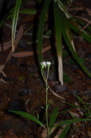 Image result for Adenostemma