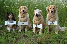 Pin On My Golden Babies