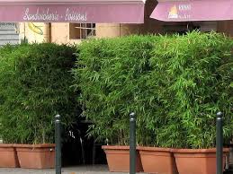 Sichtschutz Aus Bambus Auf Terrasse Balkon Bambus Borse 2019 Sichtschutz Aus Bambus Auf Terrasse Ba Bambus Sichtschutz Sichtschutz Garten Bambus Garten