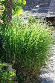 Смотрите примеры перевода chinaschilf в das erreicht man mit ein paar stängel chinaschilf, die den eindruck eines herbstlüftchens erwecken. Chinaschilf Eulalia Miscanthus Sinensis Gracillimus