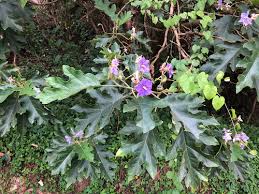 Image result for Solanum wrightii