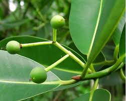 Image result for Calophyllum inophyllum