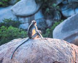 Fables are a great way for young readers to about some of learn life's important lessons. Ennyman S Territory An Aesop Fable On Authenticity The Monkey And The Camel