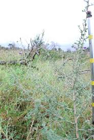 Image result for Ormocarpum trichocarpum