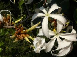 Image result for Ancylobothrys