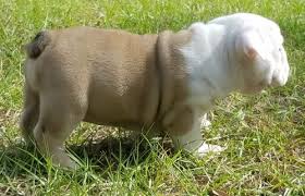 Stunning english bulldog puppy for sale. Miniature English Bulldog Puppies For Sale Houston Tx 259356