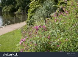 Image result for Hionanthera