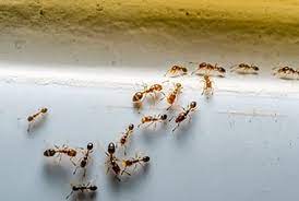 When you have a pest infestation, you need an expert pest control service that responds quickly to your needs with methods that are environmentally safe. Arrow Pest Control Arrownj Twitter