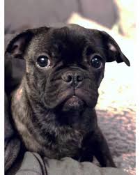 We did not find results for: Pug French Bulldog Facts