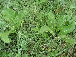 Image result for Berkheya setifera