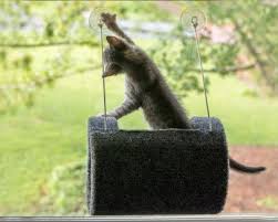 This window cat perch or cat window bed project was cheap, fun, and easy to make. Diy Hanging Cat Bed Hgtv