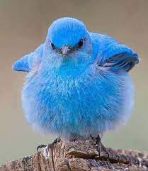 What are the top fivelargestt cities in nevada? Mountain Bluebird Momo Hibiki Wiki Fandom